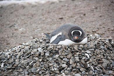 “炉石之父”新作《漫威Snap》首周营收达200万美元